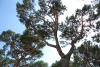 Parco del Valentino