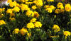 Particolare di fiori in Piazza Castello