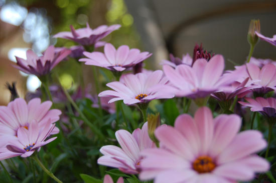 Parco del Valentino, particolare di fiori