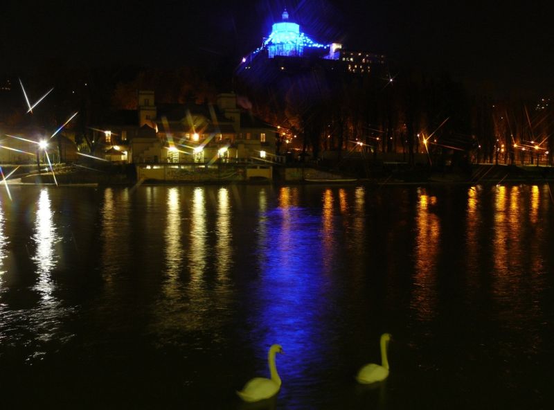 Cigno ai murazzi