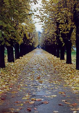 viale alberato al manicomio di Collegno