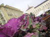 Composizione floreale in piazza Castello