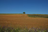 Campi presso Valle Ceppi, Pino Torinese