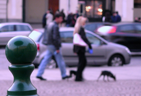 Dogs in piazza Vittorio