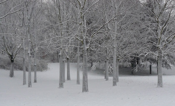 Alberi bianchi al Parco della Colletta