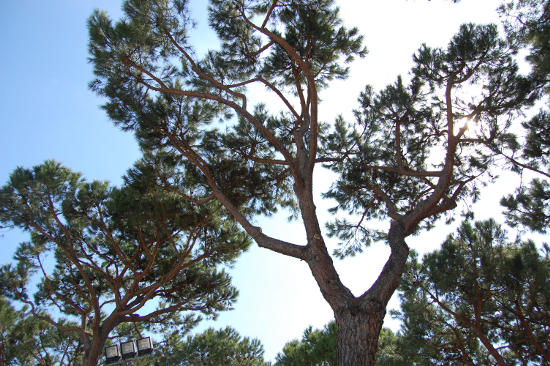 Parco del Valentino