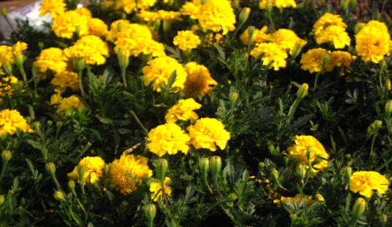 Particolare di fiori in Piazza Castello