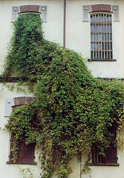 fuga dal manicomio di Collegno