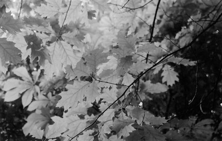 Foglie