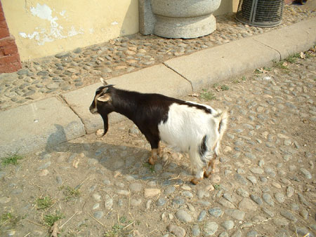 Capra alla Mandria