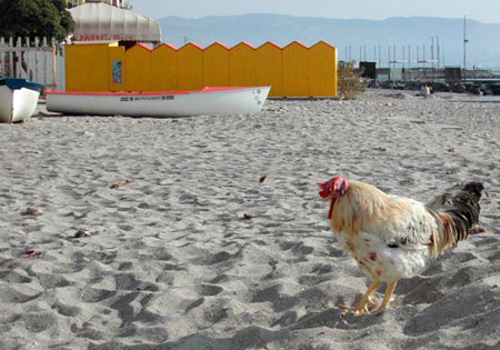 Gallo