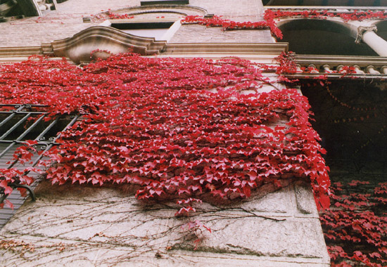 Edera, rosso su grigio. Corso Duca degli Abruzzi