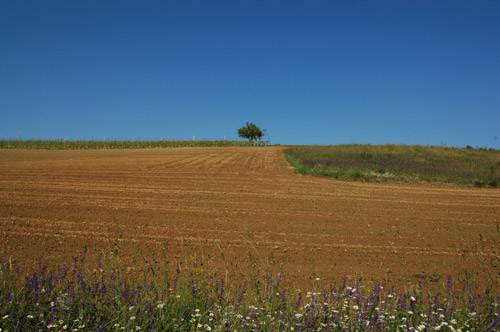 Campi presso Valle Ceppi, Pino Torinese