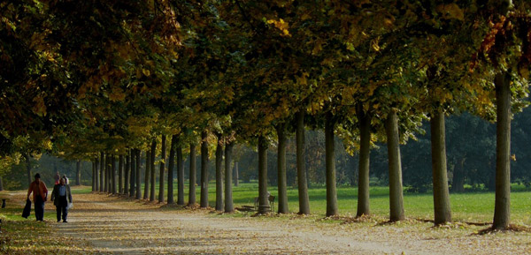 Viale alberato al parco Colletta